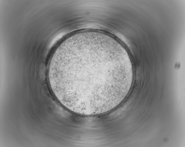 X0000090431067200708102000