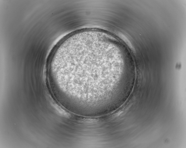 X0000090431076200708102000