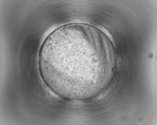 X0000090431096200708101959