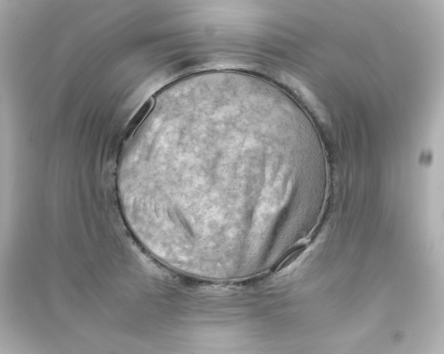 X0000090431185200708101958