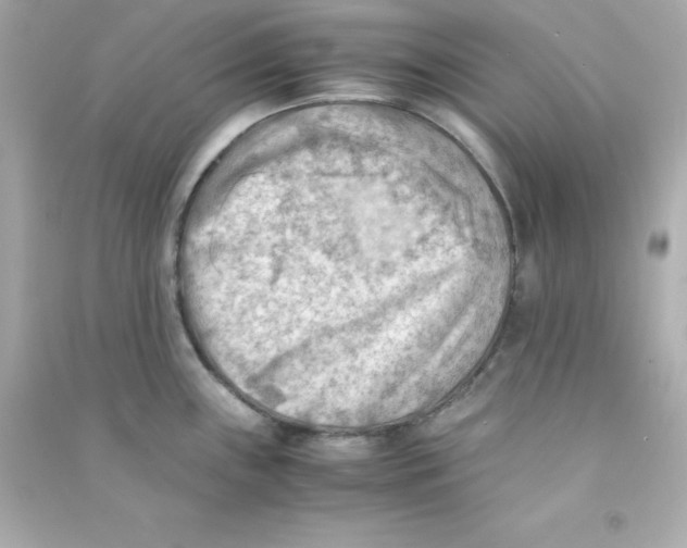 X0000090431243200708101958
