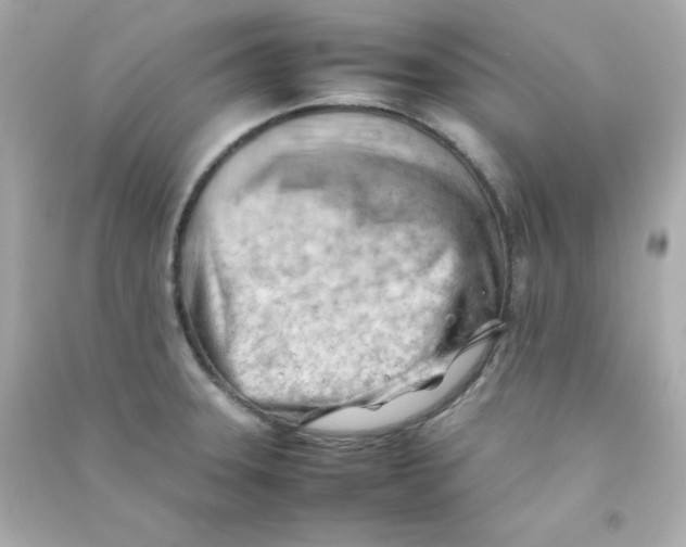 X0000090431331200708101956