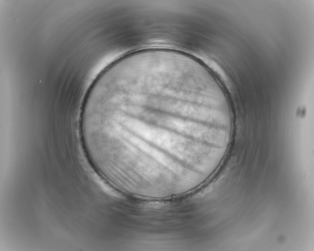 X0000090431333200708101956
