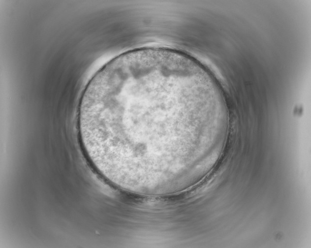 X0000090431375200708101955