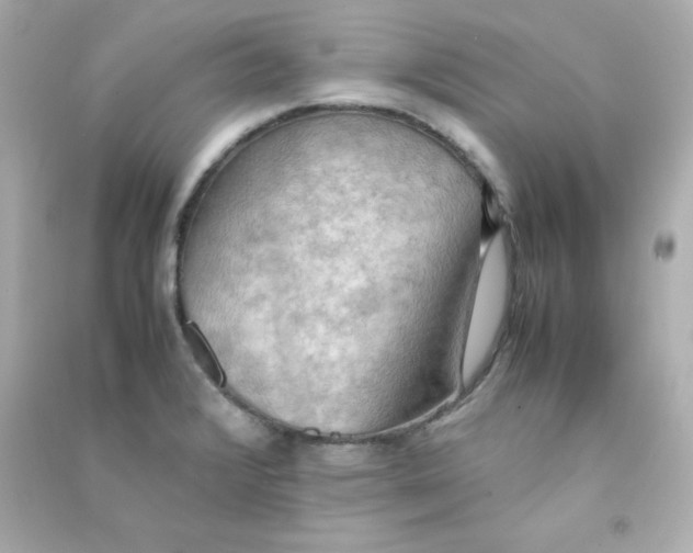 X0000090431376200708101955