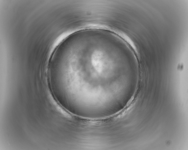 X0000090431381200708101955