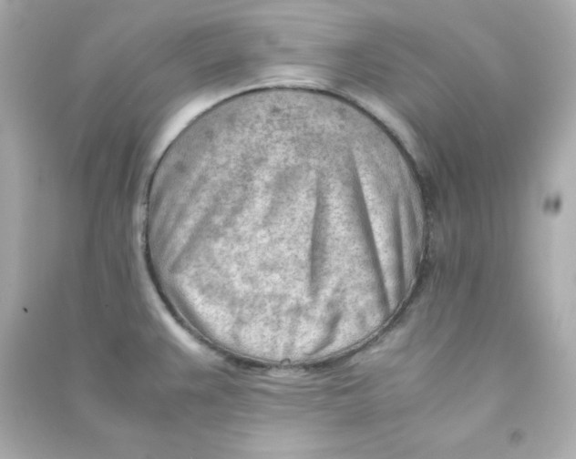 X0000090431383200708101955