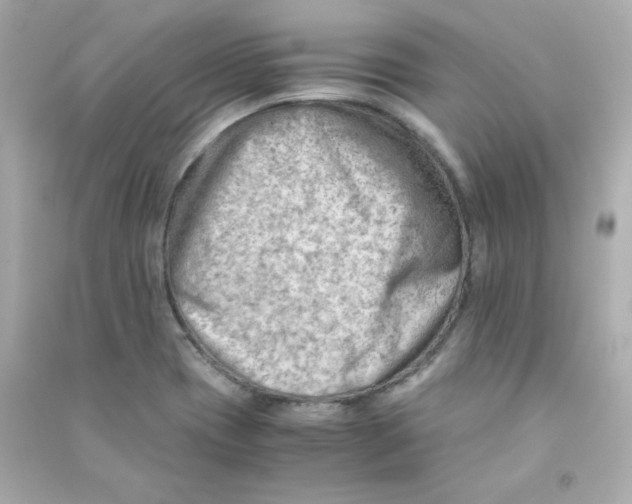 X0000090431417200708101955