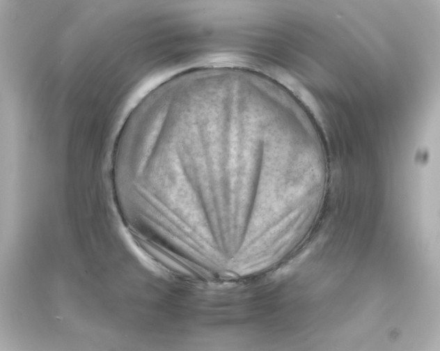 X0000090431429200708101955