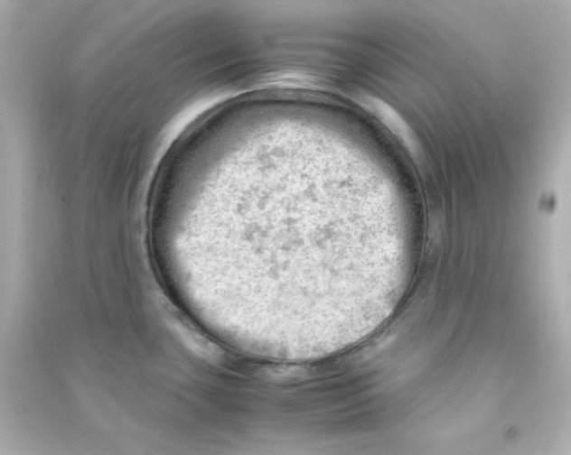 X0000090431435200708101955
