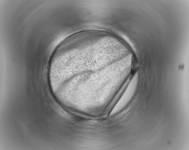 X0000090431463200708101954