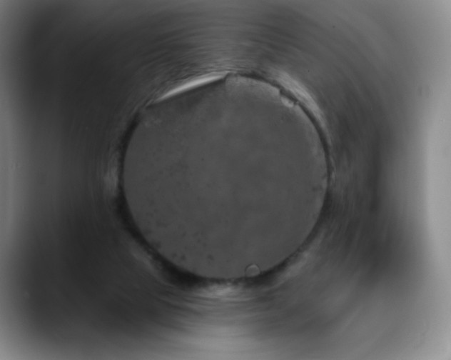 X0000090440065200707131227