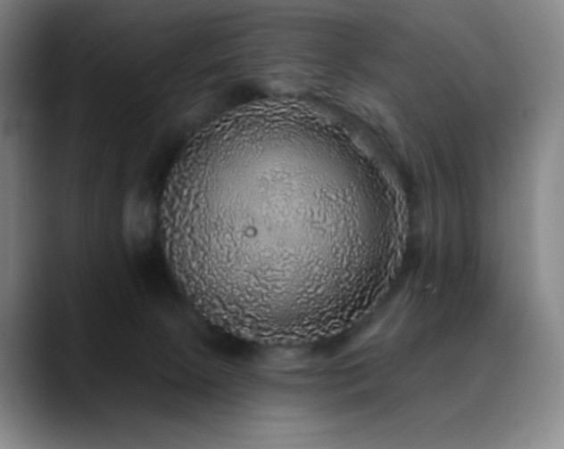 X0000090440081200707131227