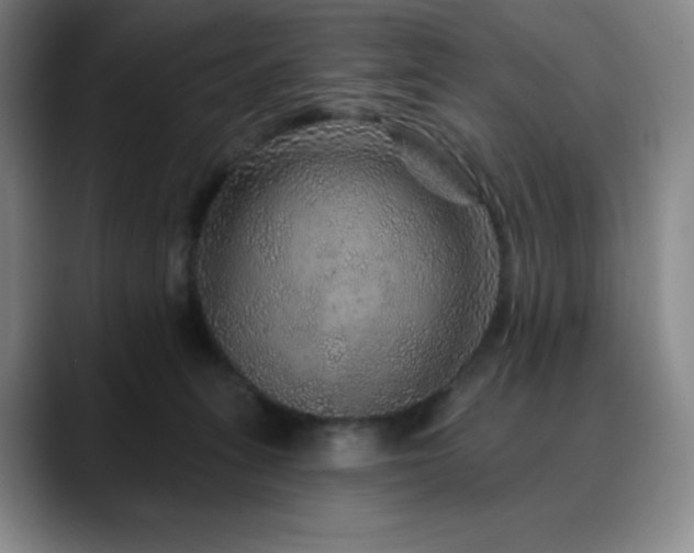 X0000090440275200707131225