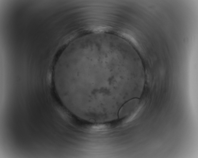 X0000090440357200707131224