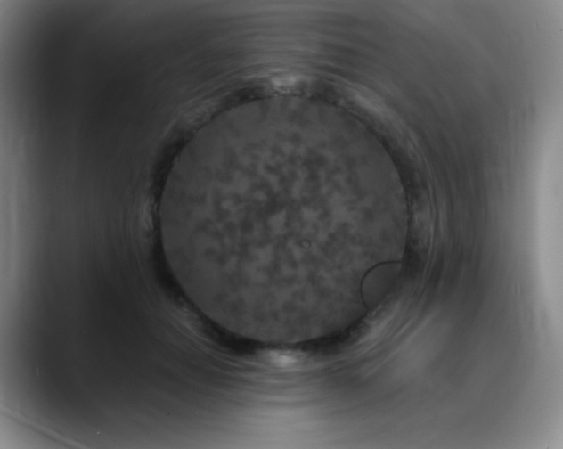 X0000090440654200707131220