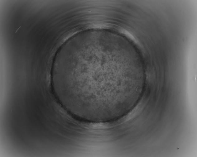 X0000090441025200707131216