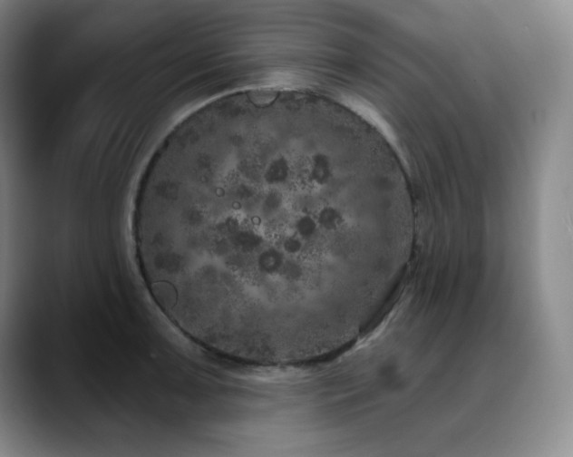 X0000090441091200707131215