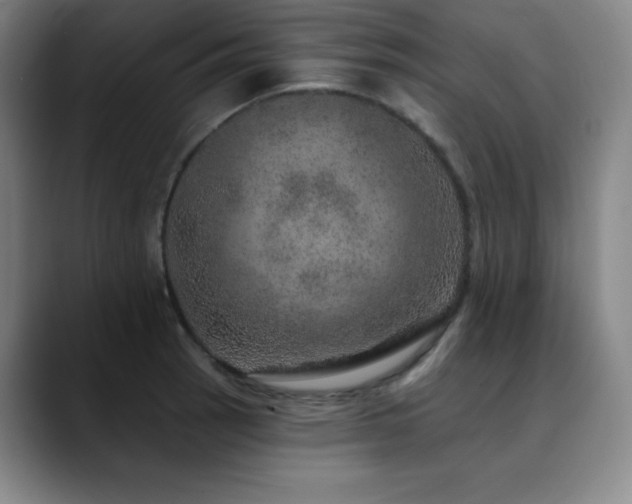 X0000090441137200707131215
