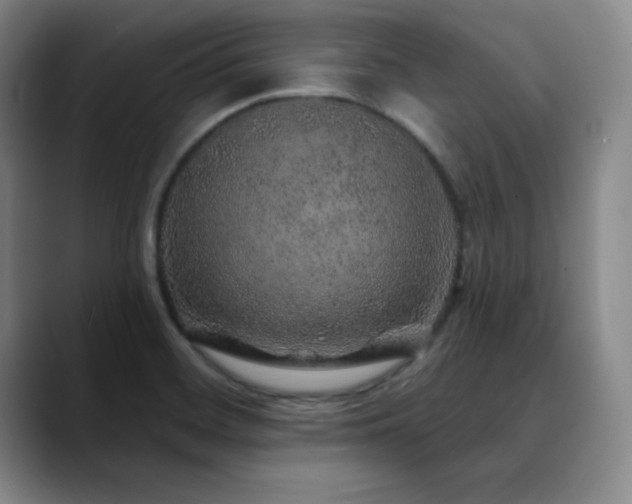 X0000090441468200707131210