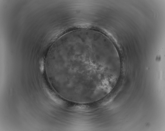 X0000090440069200707201302