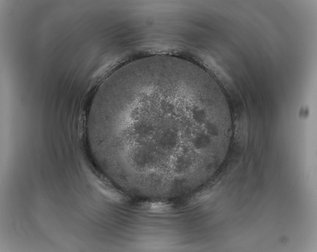 X0000090440165200707201300