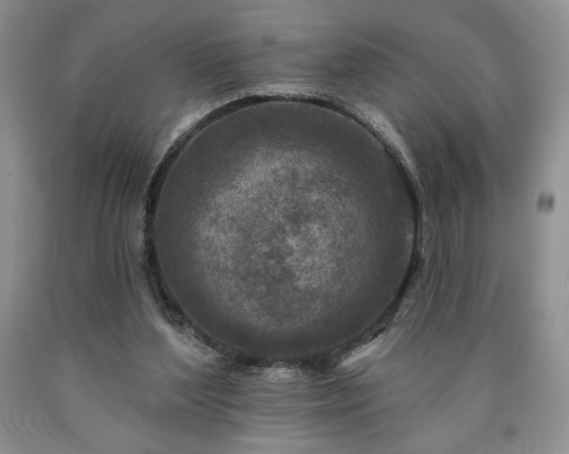 X0000090440204200707201300