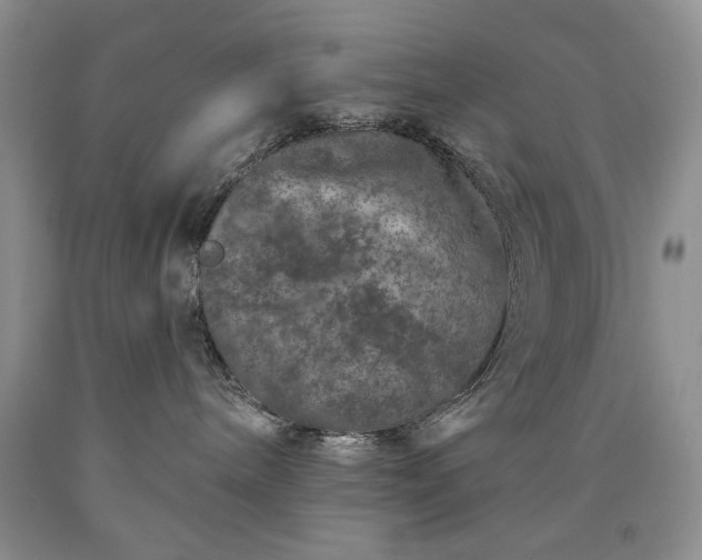 X0000090440240200707201259