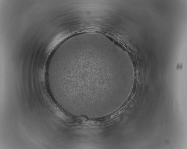 X0000090440242200707201259