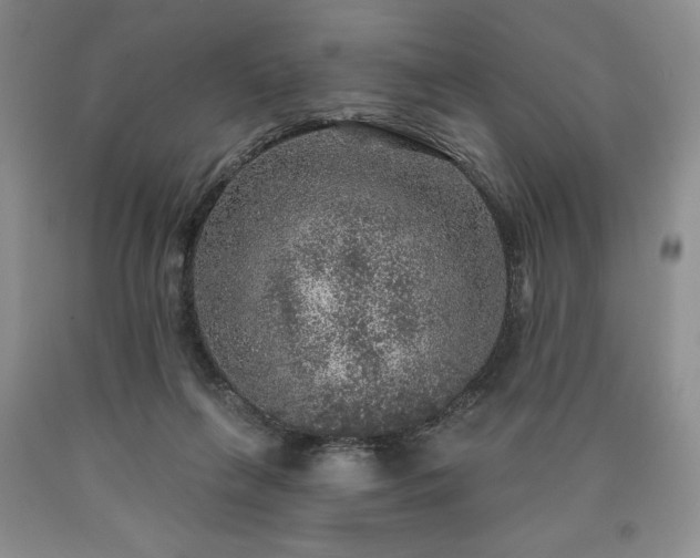 X0000090440263200707201259