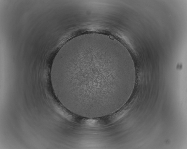 X0000090440265200707201259