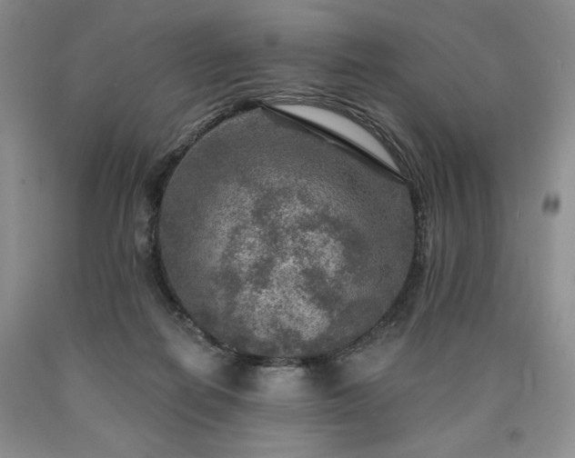 X0000090440266200707201259