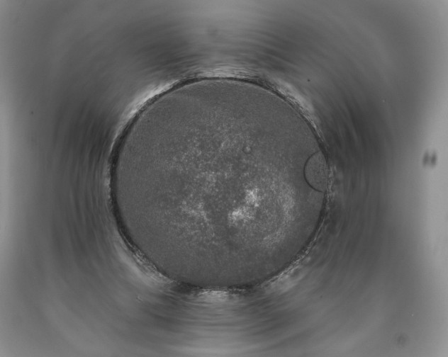 X0000090440298200707201259