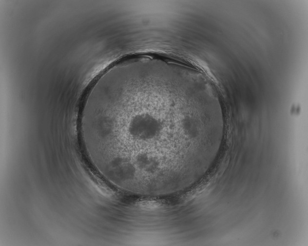 X0000090440299200707201259