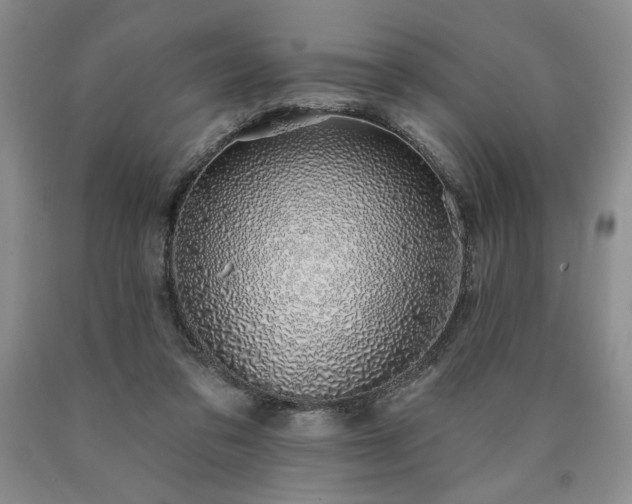 X0000090440309200707201258