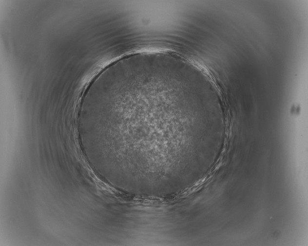 X0000090440337200707201257