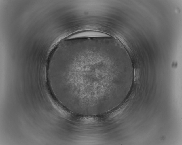 X0000090440349200707201258