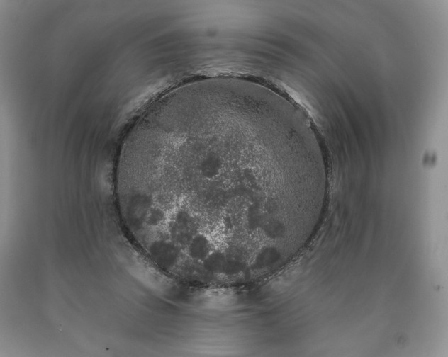 X0000090440353200707201258