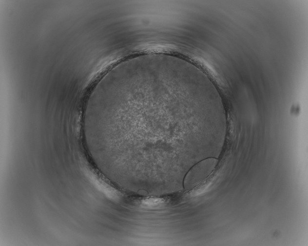 X0000090440357200707201258