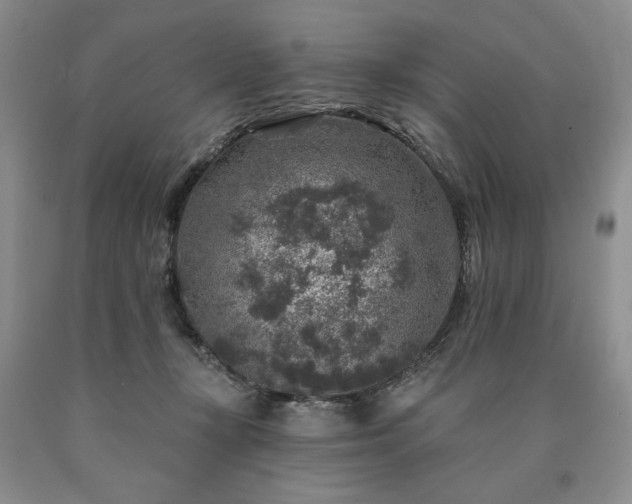 X0000090440367200707201258