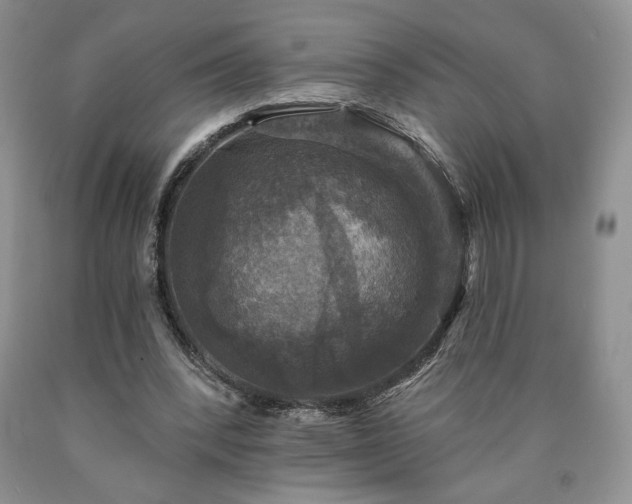 X0000090440392200707201257