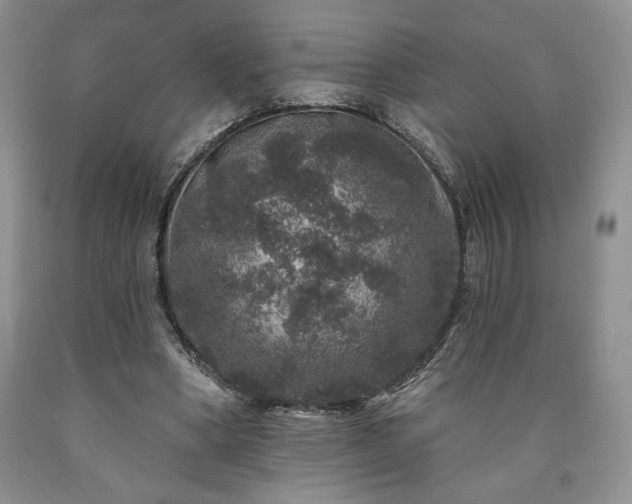 X0000090440394200707201257