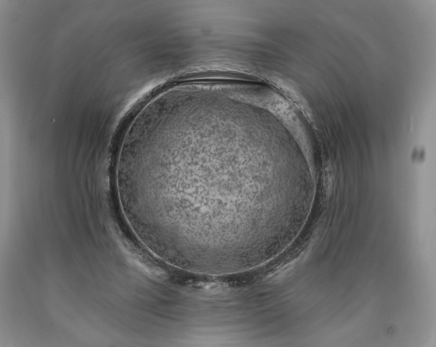 X0000090440395200707201257