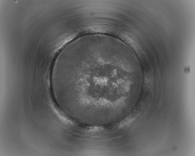 X0000090440398200707201257