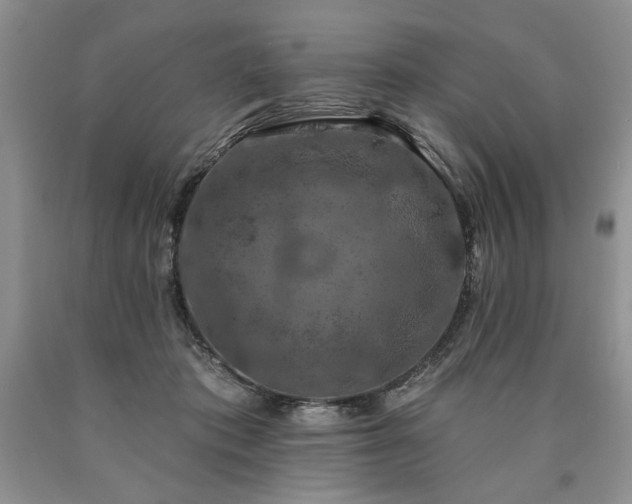 X0000090440413200707201257