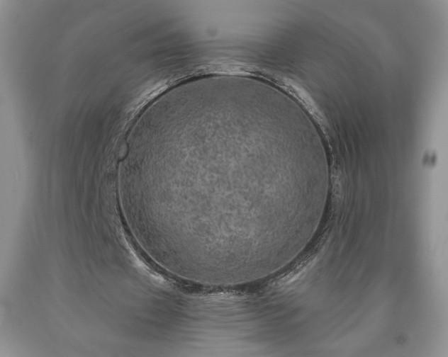 X0000090440433200707201256