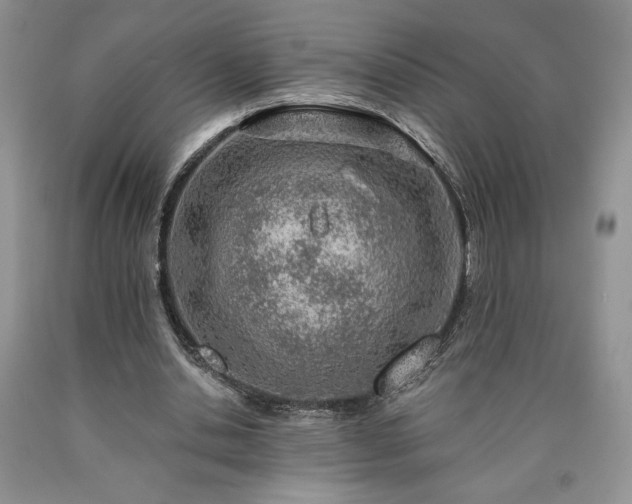 X0000090440438200707201256