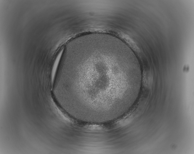 X0000090440449200707201256