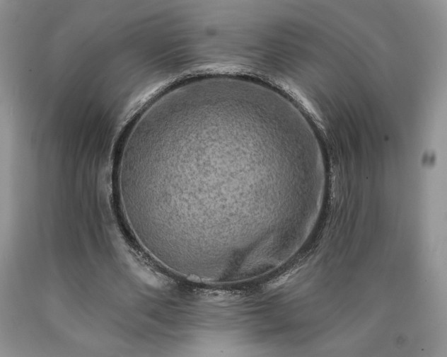 X0000090440486200707201256