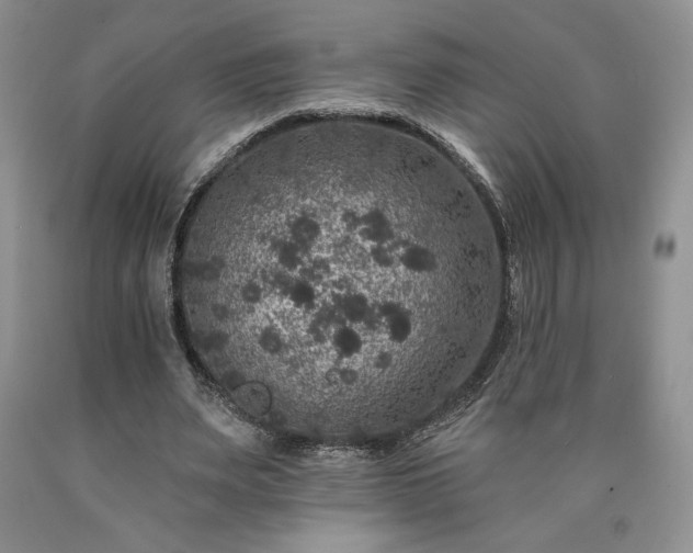 X0000090440487200707201256